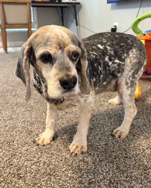 Pocket, our shop dog, in an ordinary phone photo
